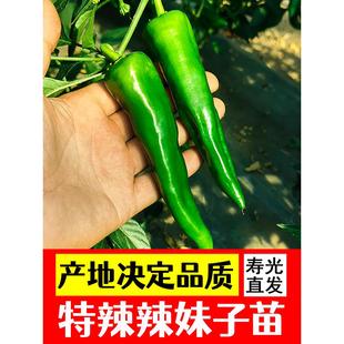 辣妹子辣椒种子苗超辣青椒红椒干椒辣椒种苗辣味浓高产春季蔬菜苗