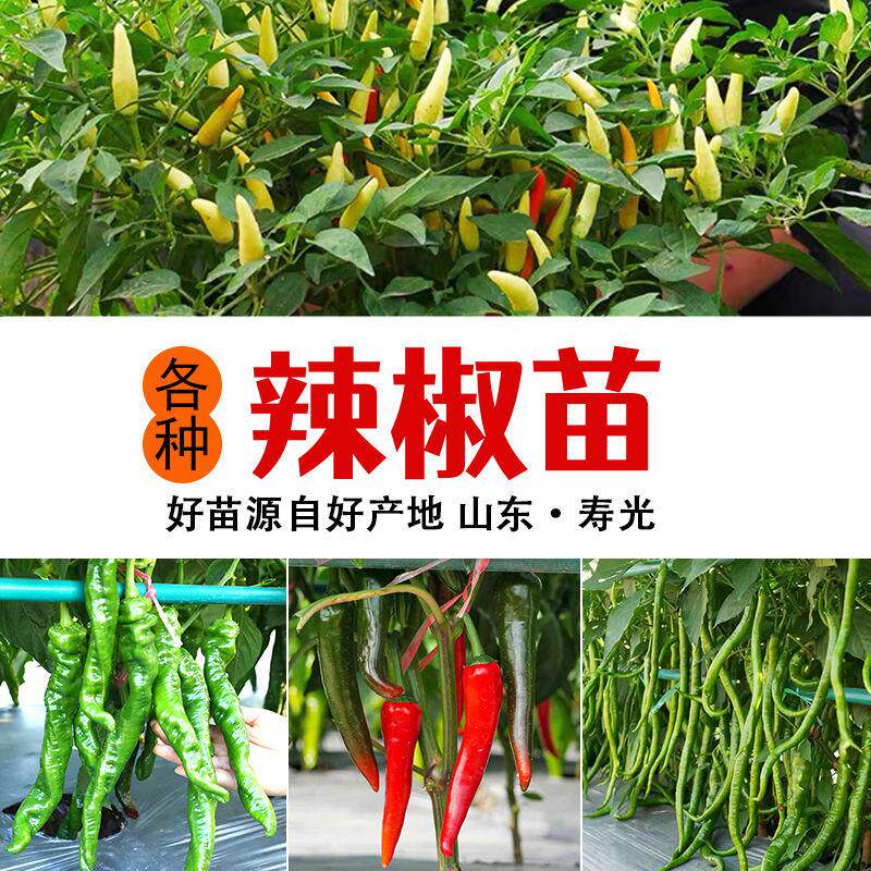 各种辣椒苗特大牛角羊青尖