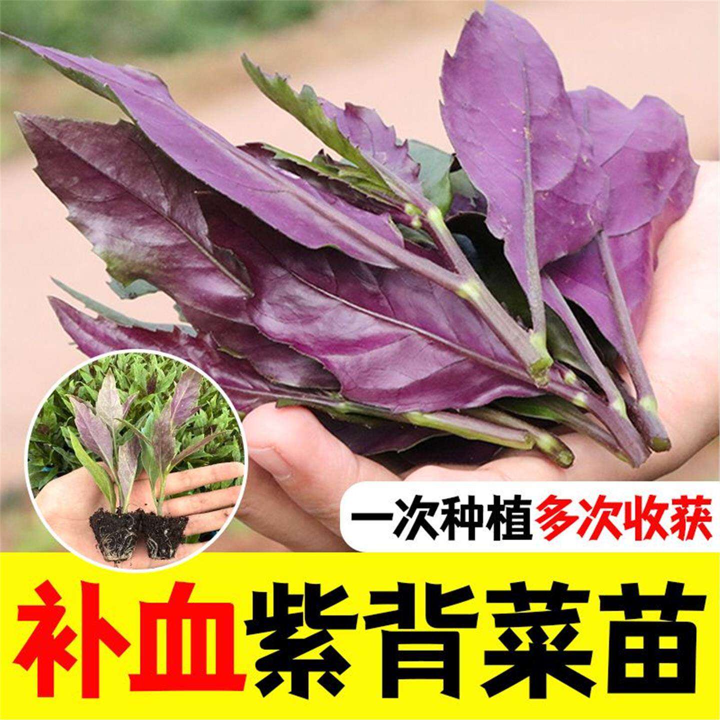 紫背菜苗子秧农家院阳台盆