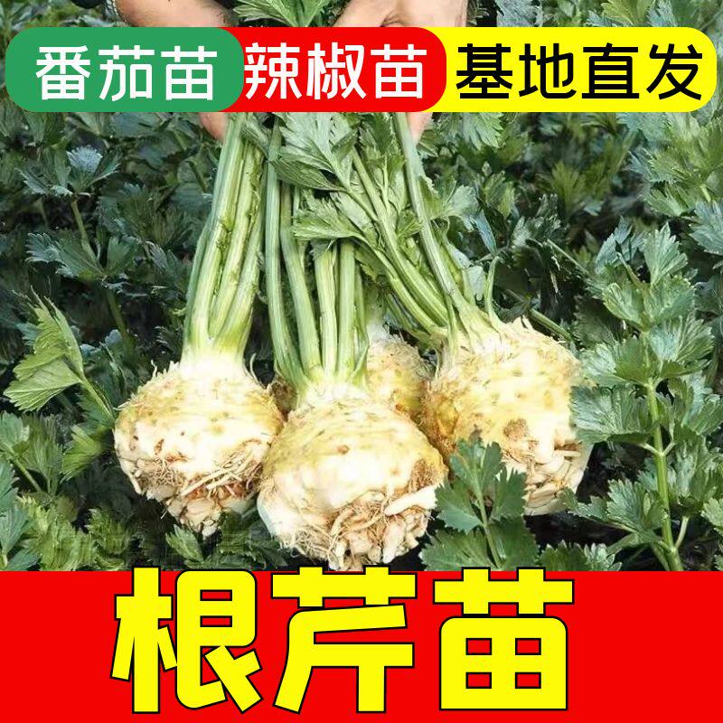 山东根芹苗秧带土球大疙瘩