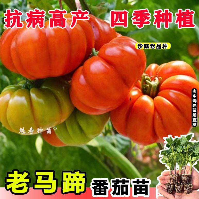 老品种沙瓤红马蹄番茄苗秧