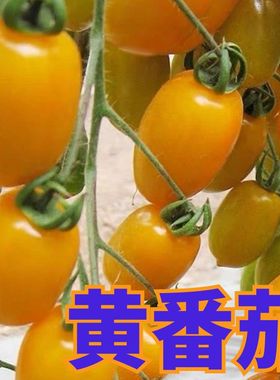 梦想迷恋2号番茄秧苗幼苗抗TY超甜黄色水果小西红柿苗四季蔬菜阳