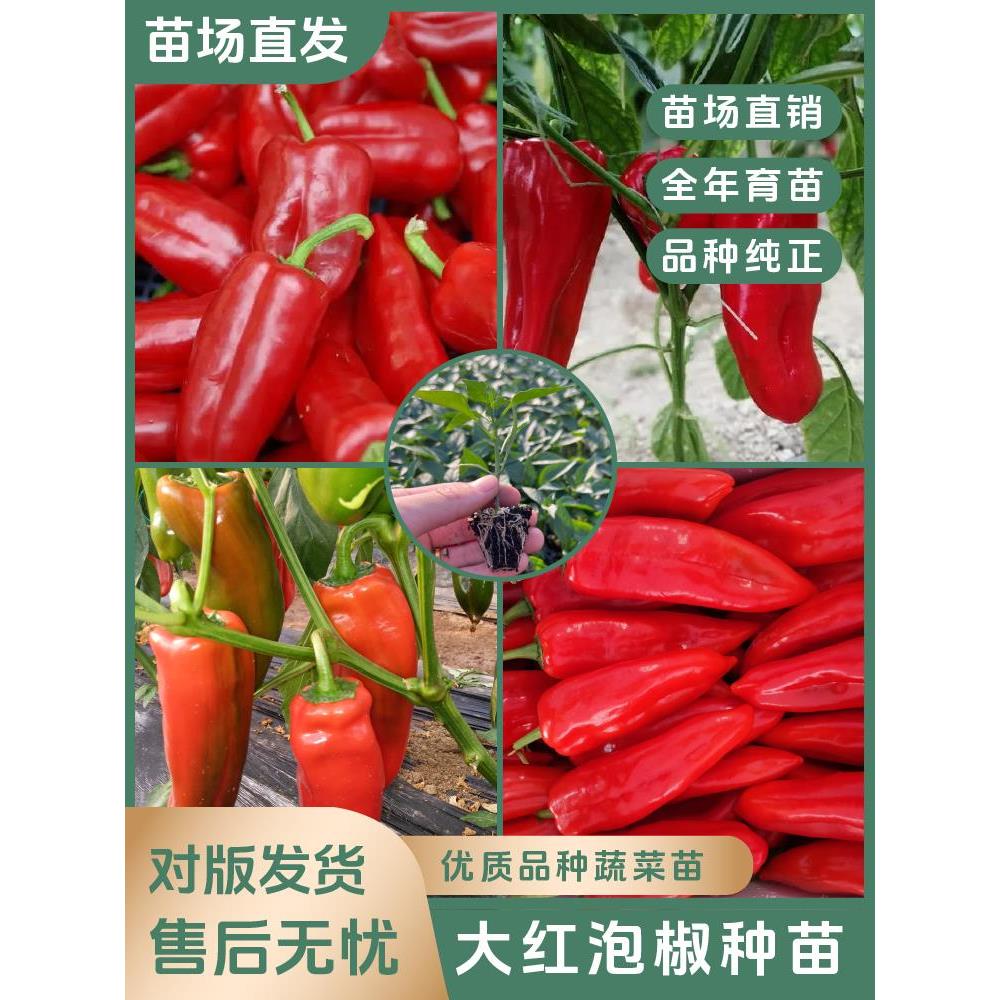 【大红泡椒苗】厚皮辣度适