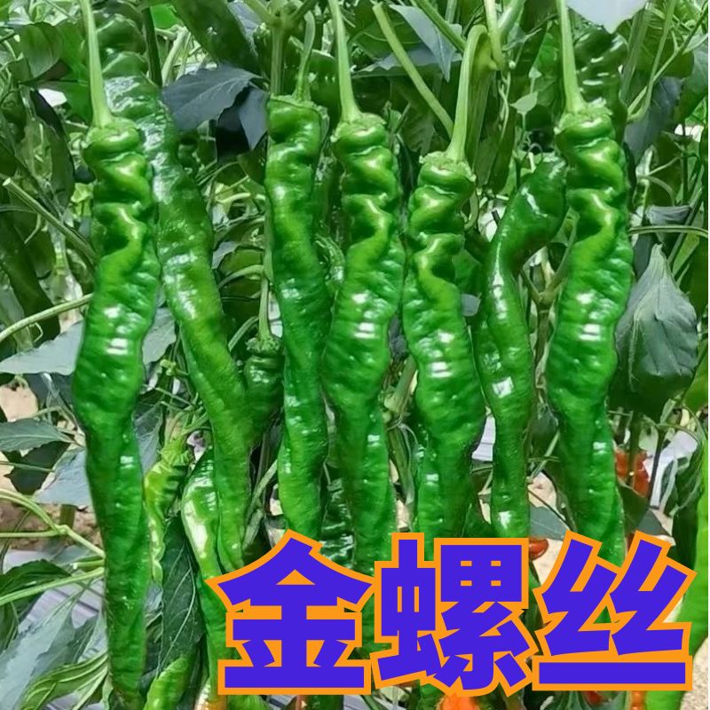 螺丝椒辣椒苗高产香辣特大辣椒秧苗螺丝椒薄皮南方盆栽蔬菜苗秧苗