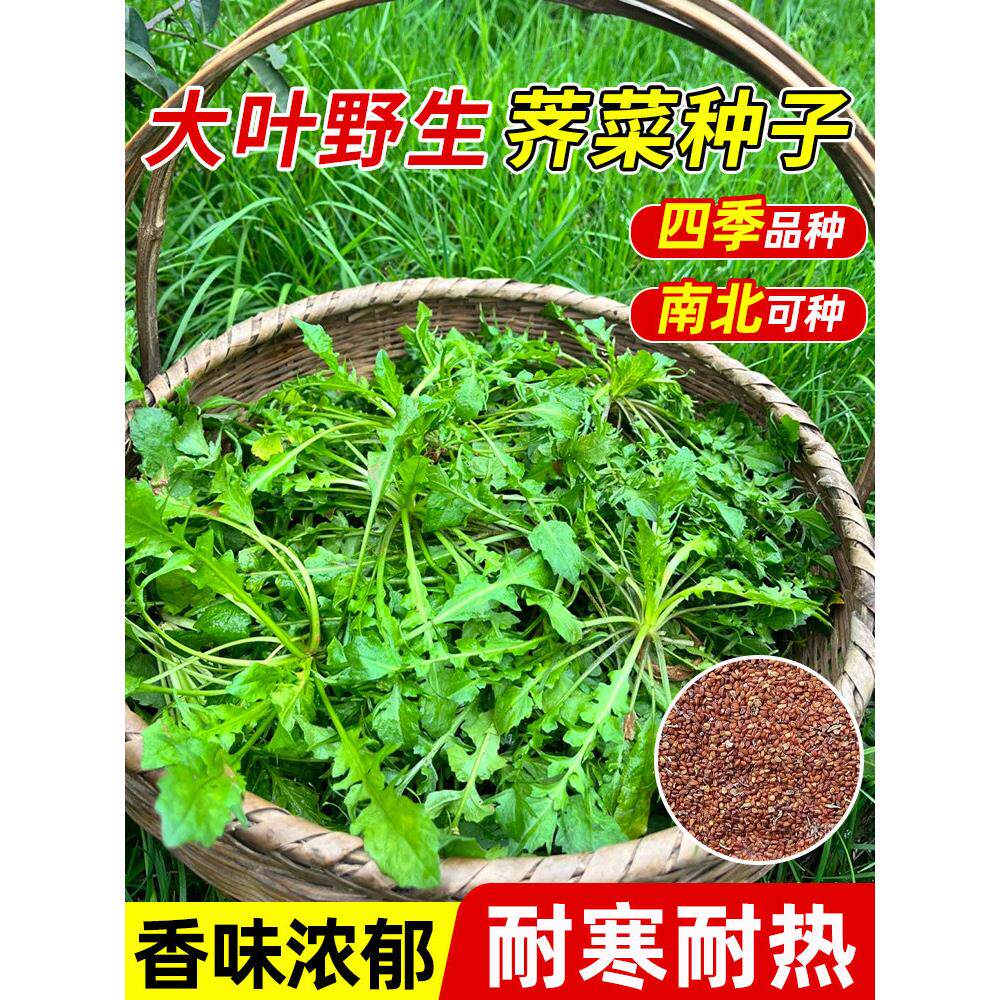 荠菜种子籽四季高产易阳台