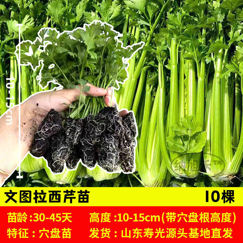 文图拉西芹水果西芹苗秧芹带土球实心根芹菜种子四季盆栽高产种苗