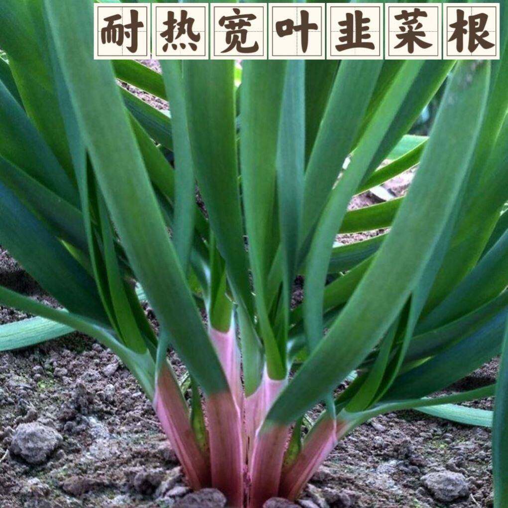 韭菜根苗紫宽叶四季红大现
