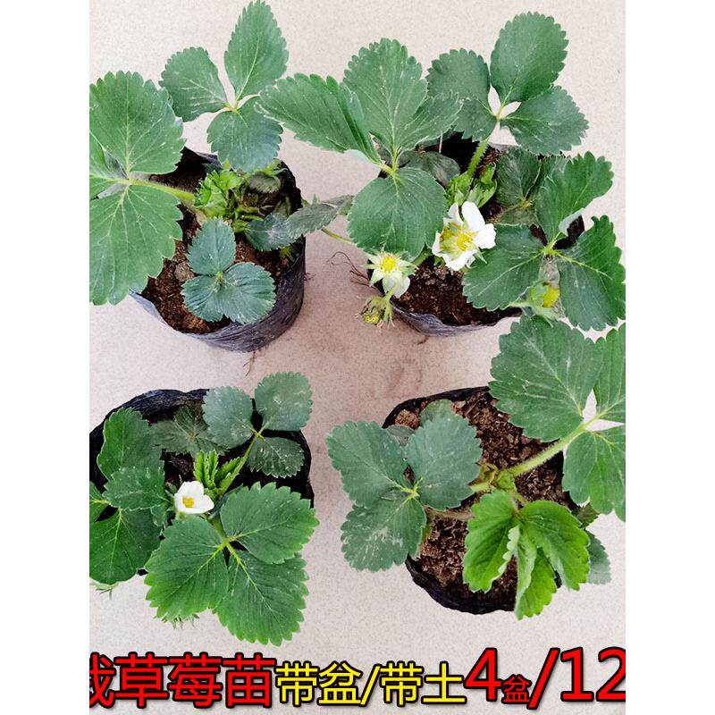 四季盆栽草莓苗室外北方地