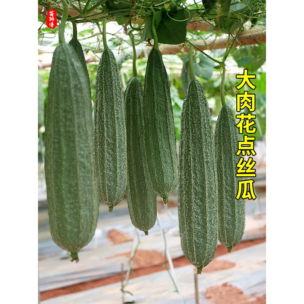 花点大肉棱丝瓜苗秧种子籽