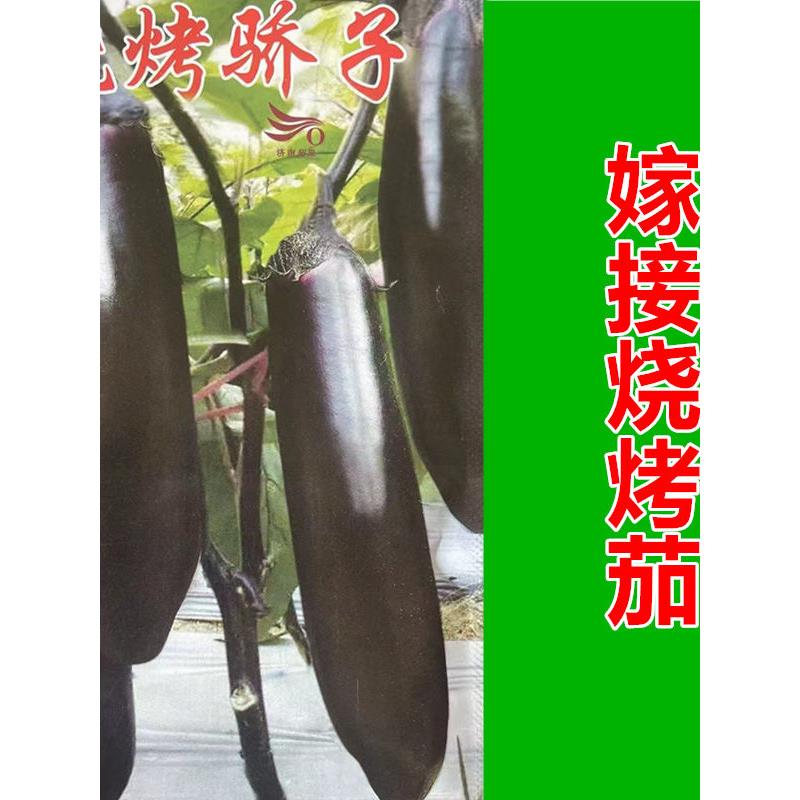 嫁接茄子苗绿把长紫圆罐