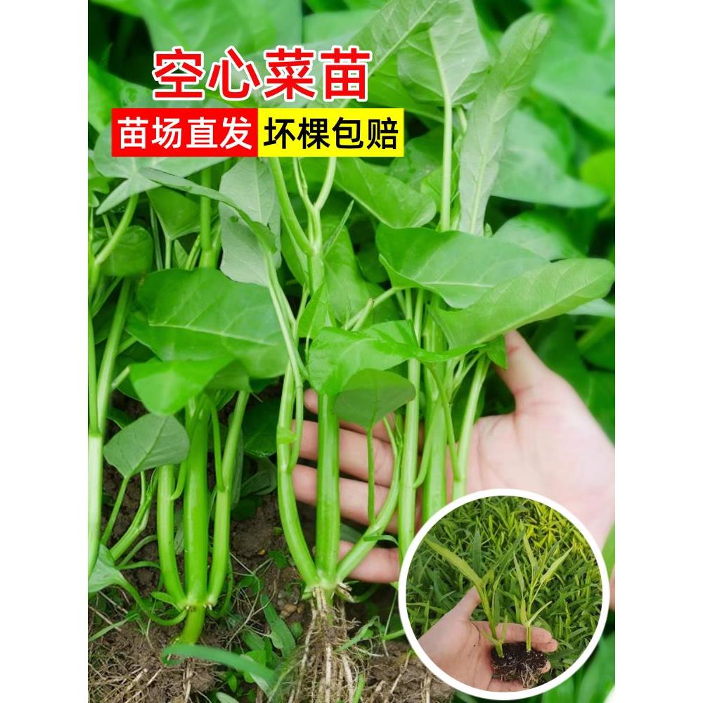 空心菜苗带根盆栽四季三叉