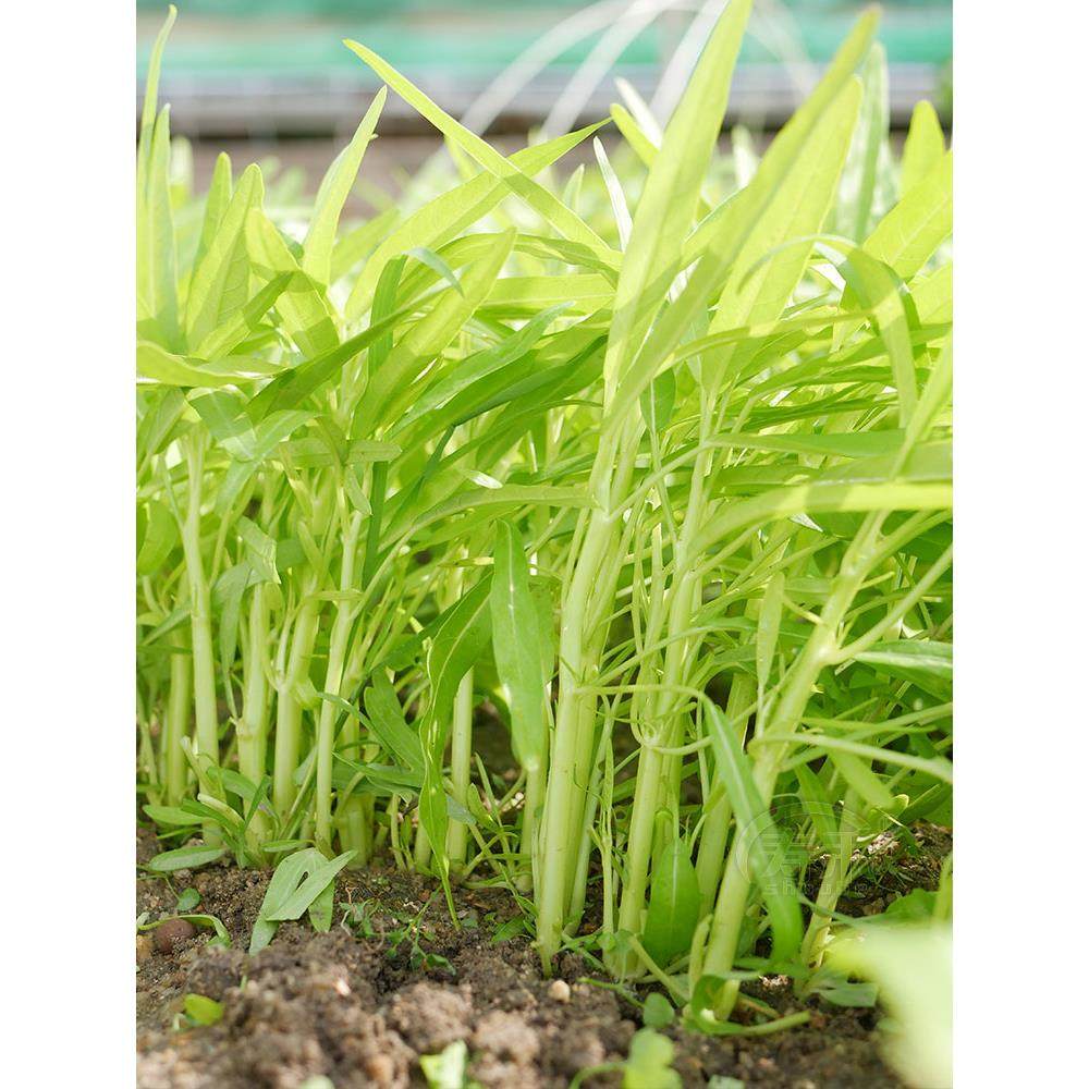 白梗空心菜种子通柳叶籽南