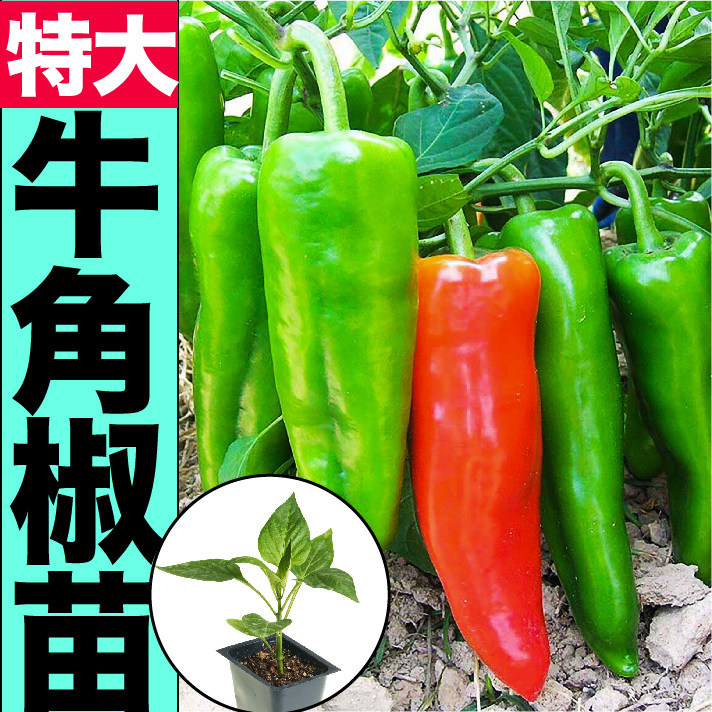 特大牛角尖椒秧苗种子羊辣