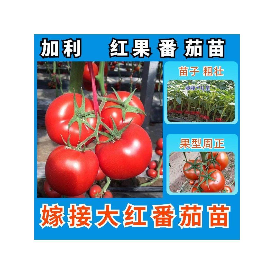 大红番茄种子果苗早熟无绿