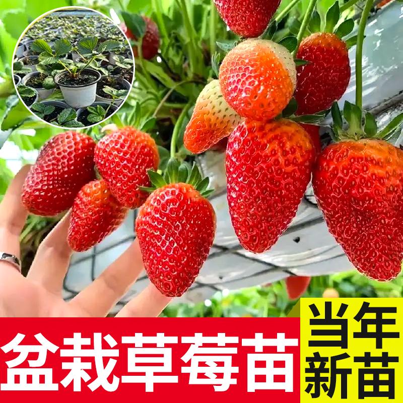 草莓苗四季盆栽食用奶油宁