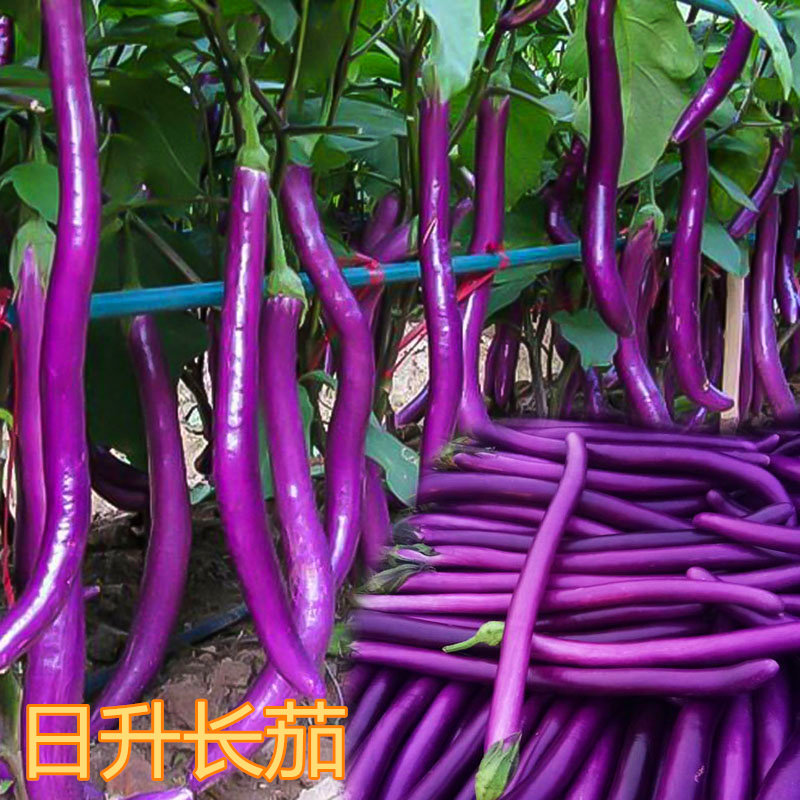 线茄种子长杭籽台湾农友紫