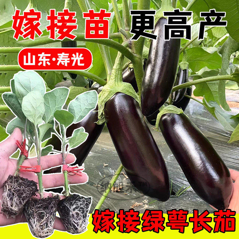 嫁接绿萼长茄种苗子秧四季