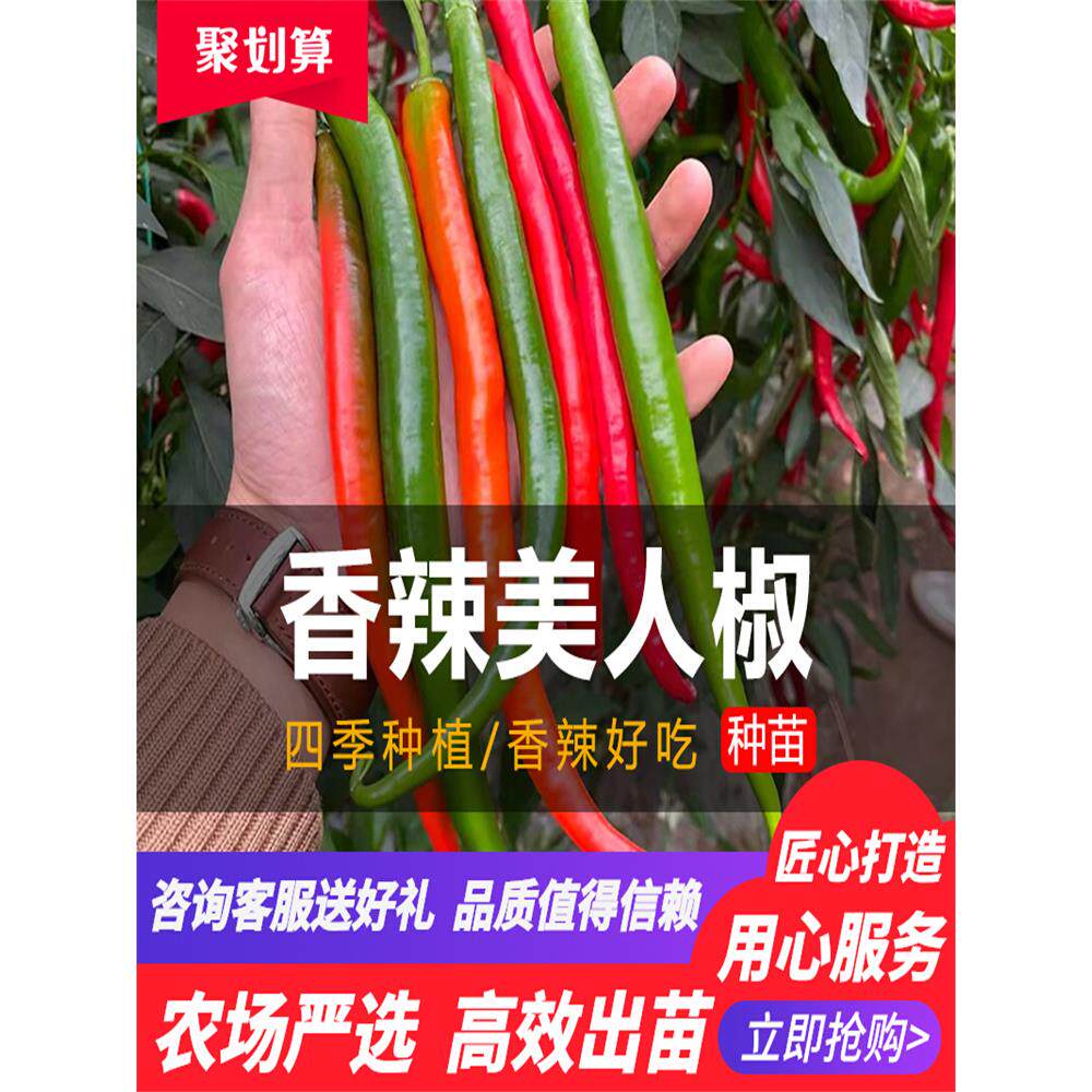正宗原厂10包辣椒树种子香