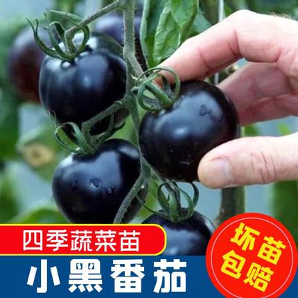 黑番茄苗秧苗西黑柿苗超甜黑珍珠小西红柿苗阳台盆栽黑圣女果树苗