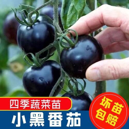 正宗小黑番茄苗子阳台盆栽