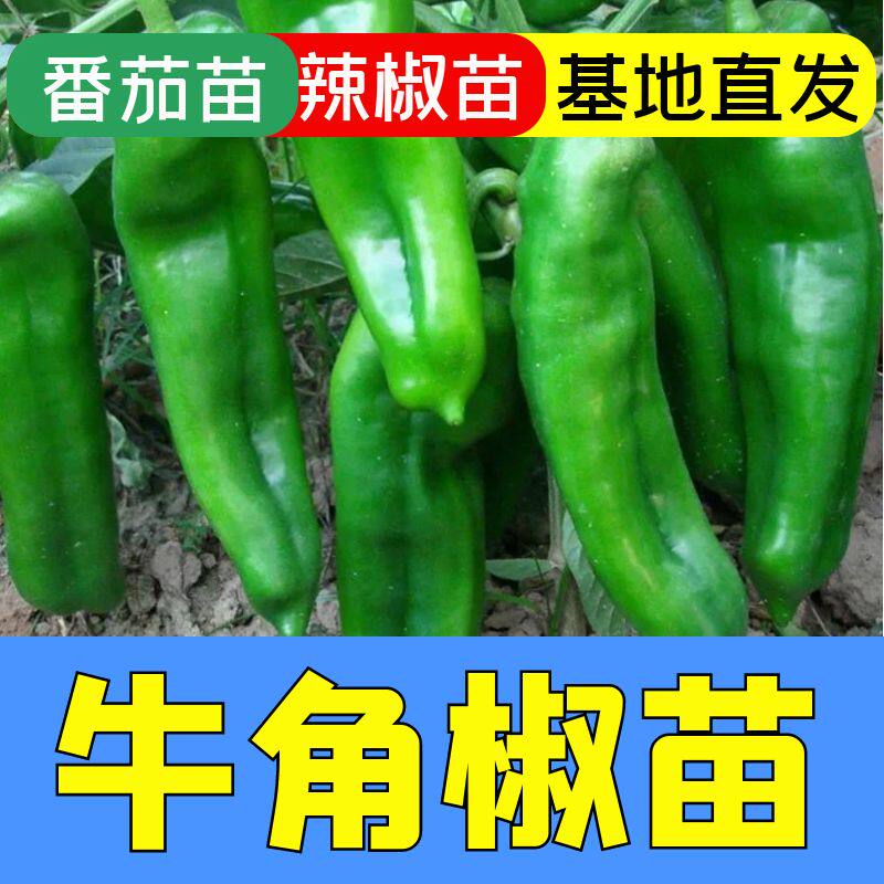 特大牛角椒秧苗大辣椒秧苗四季苗