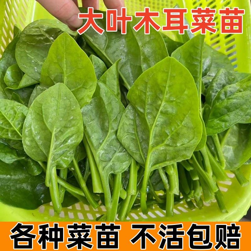 大叶木耳菜苗秧盆栽阳台种