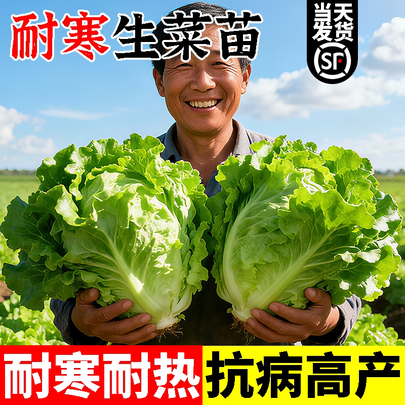 奶油生菜苗秧带土根意大利