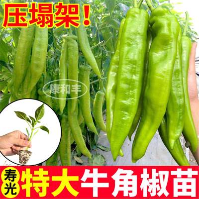 寿光特大牛角椒辣苗秧四季