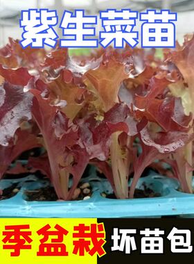 紫生菜苗子盆栽四季紫叶生菜秧苗四季紫色生菜苗子阳台红叶生菜苗