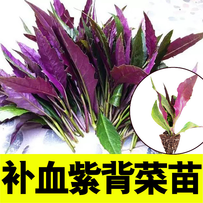 寿光天然紫背葵苗菜可食用