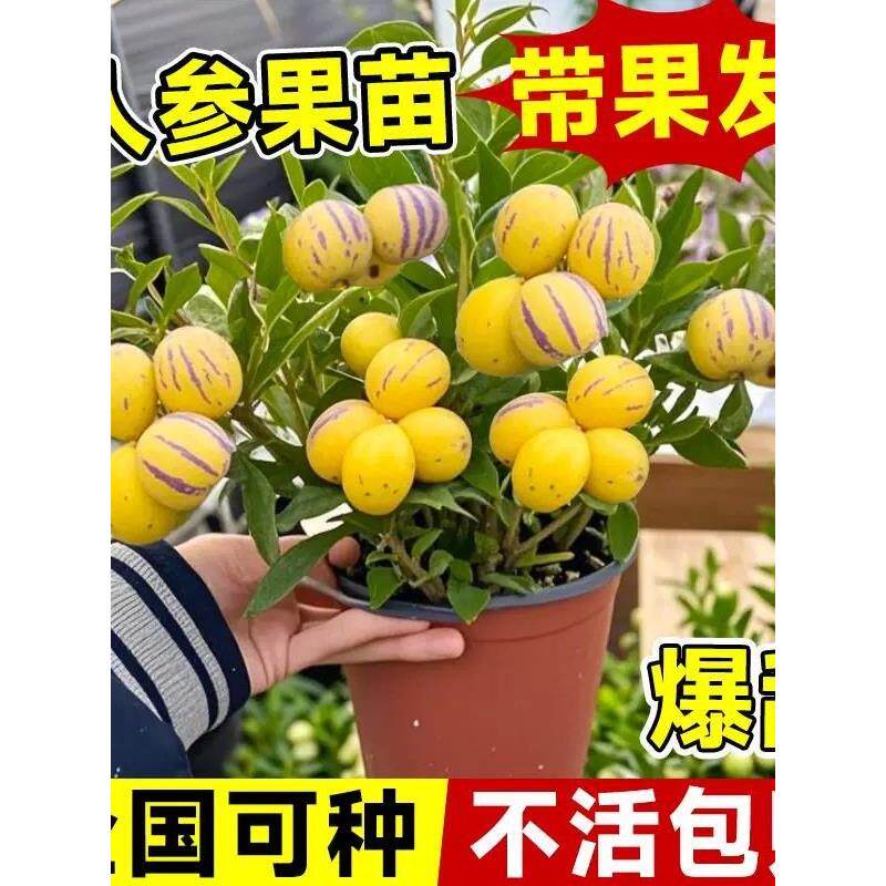 人参果苗盆栽南方种植树阳