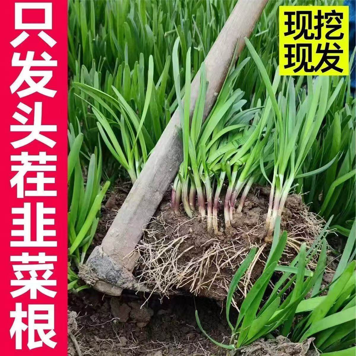 新韭菜根苗紫宽叶红四季细