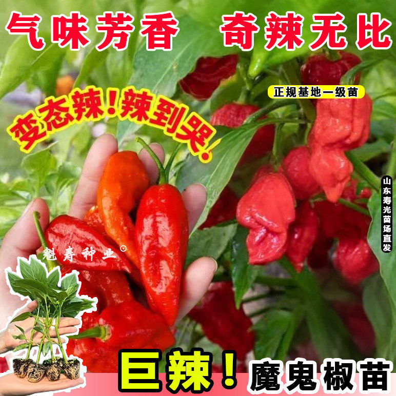 印度巨辣黄魔鬼椒苗秧带土