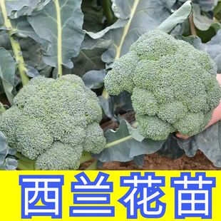 西兰花苗青花苗四季白花菜苗四季西兰花秧耐热耐寒蔬菜苗阳台盆栽