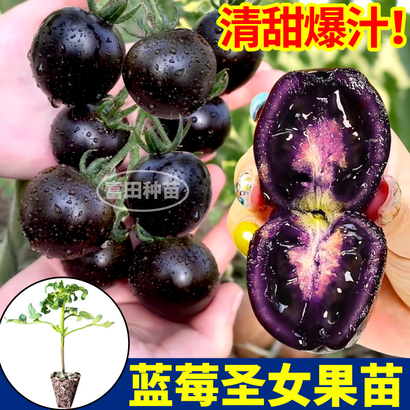 高产蓝莓番茄苗秧四季串收