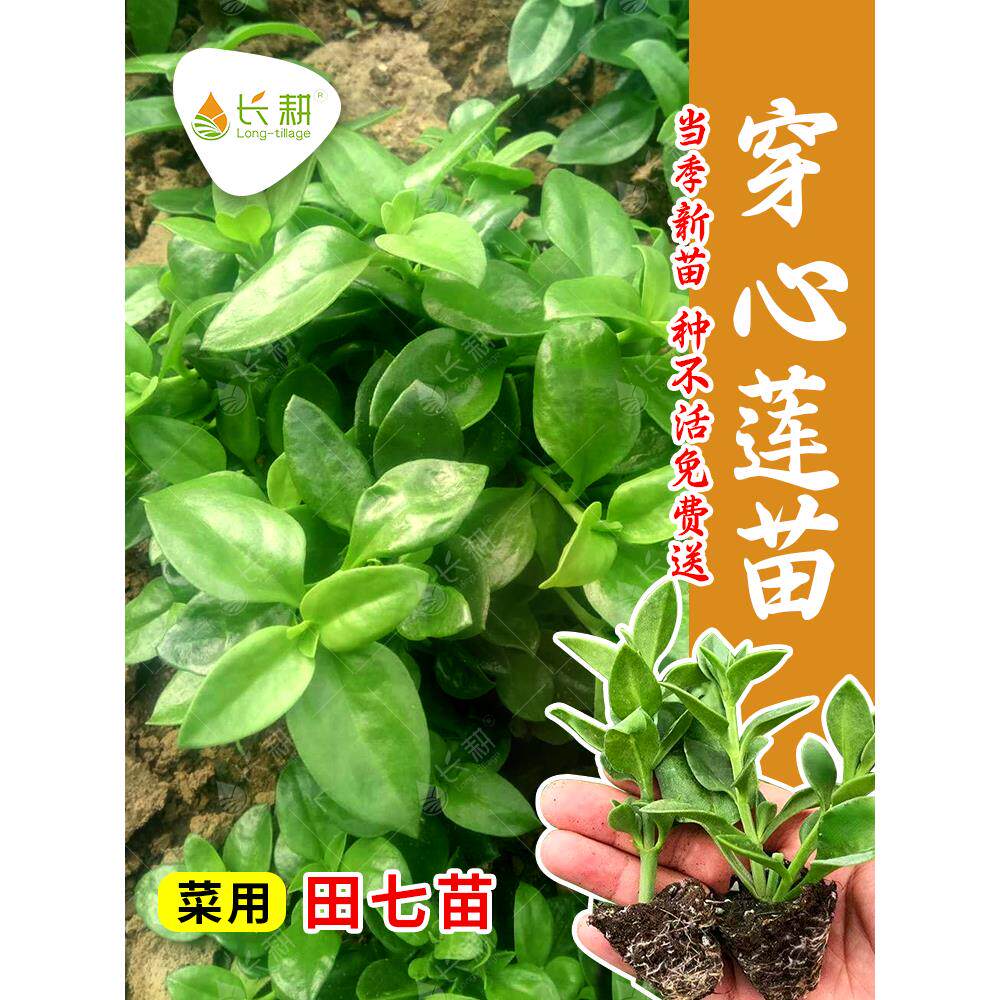 穿心莲种苗菜用田七牡丹吊