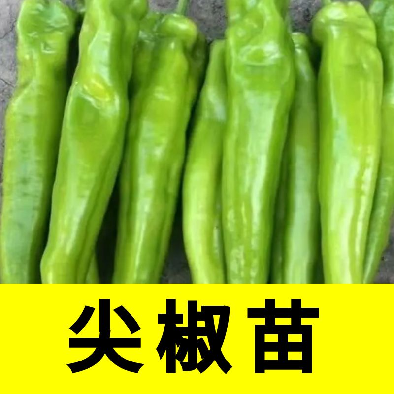 尖椒苗子黄皮羊角牛辣种春