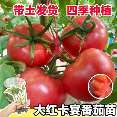 大红卡宴番茄苗秧带士球四