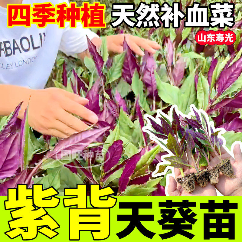 寿光紫背天葵苗秧然菜四季