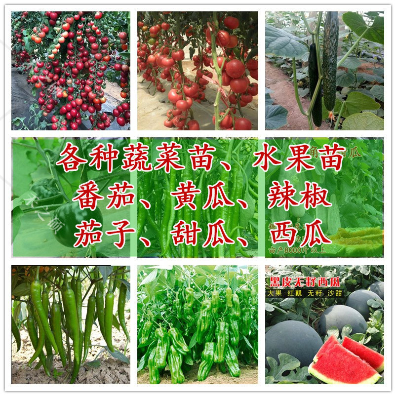 番茄苗黄瓜辣椒子甜西红