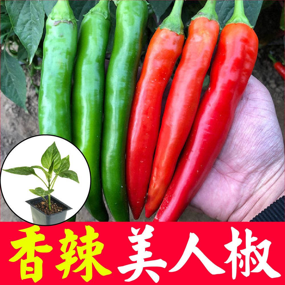 香辣美人椒干鲜两用苗秧种