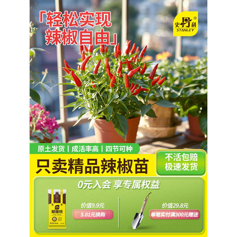 史丹利朝天椒小米辣苗四季