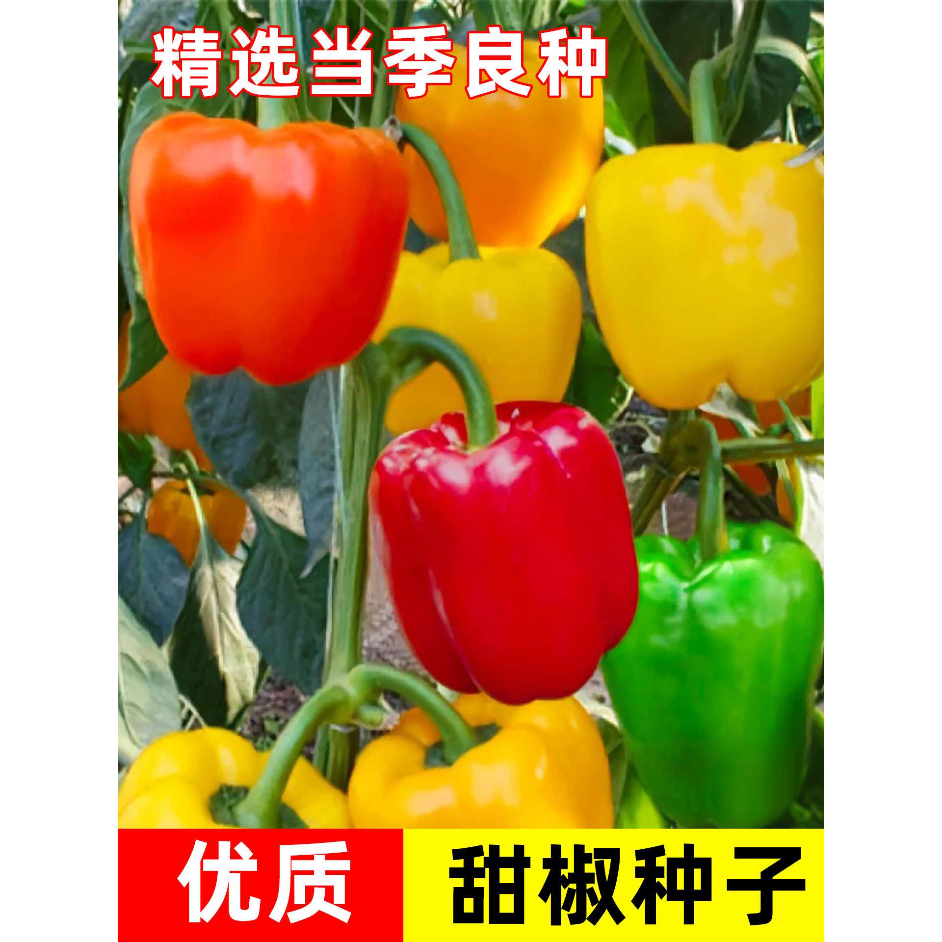 七彩椒种子甜灯笼籽四季播