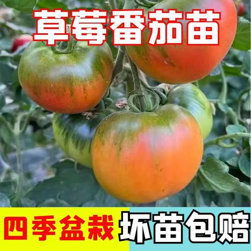 草莓番茄秧苗铁皮番茄苗子