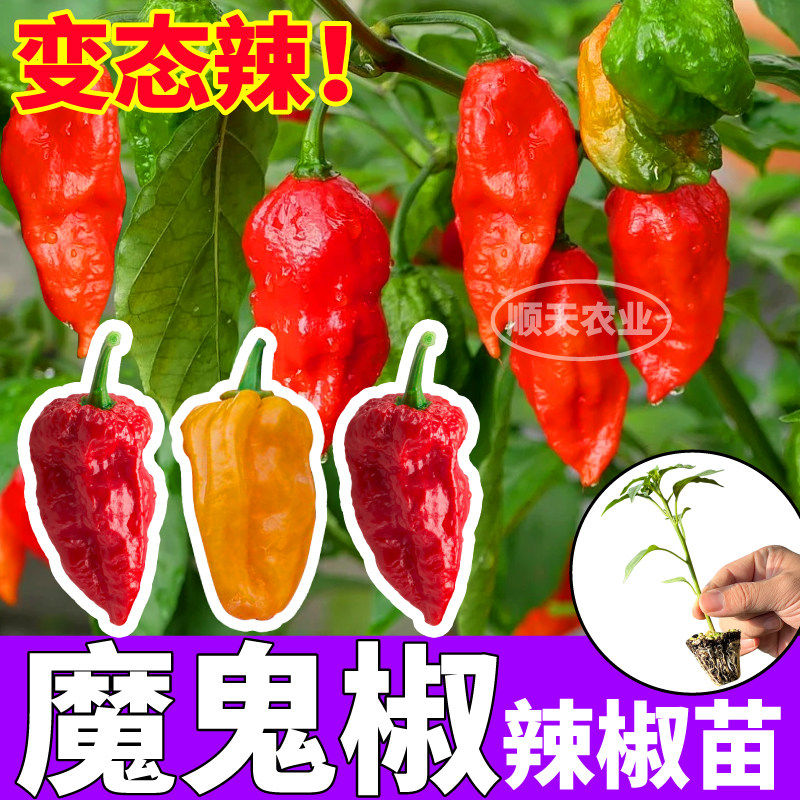 山东寿光魔鬼椒辣苗秧四季