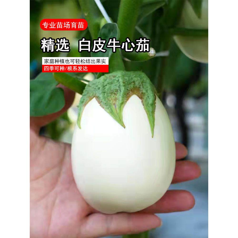 白皮牛心茄圆茄种苗长茄鸡蛋茄蛋茄种苗四季岔栽茄苗观赏蔬菜苗