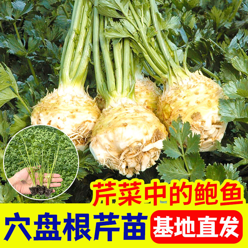 寿光根芹秧苗带土球四季阳