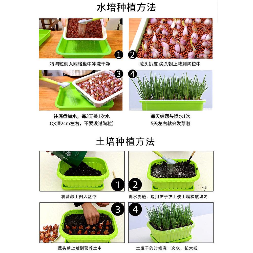 四季小香葱种籽红子头阳台