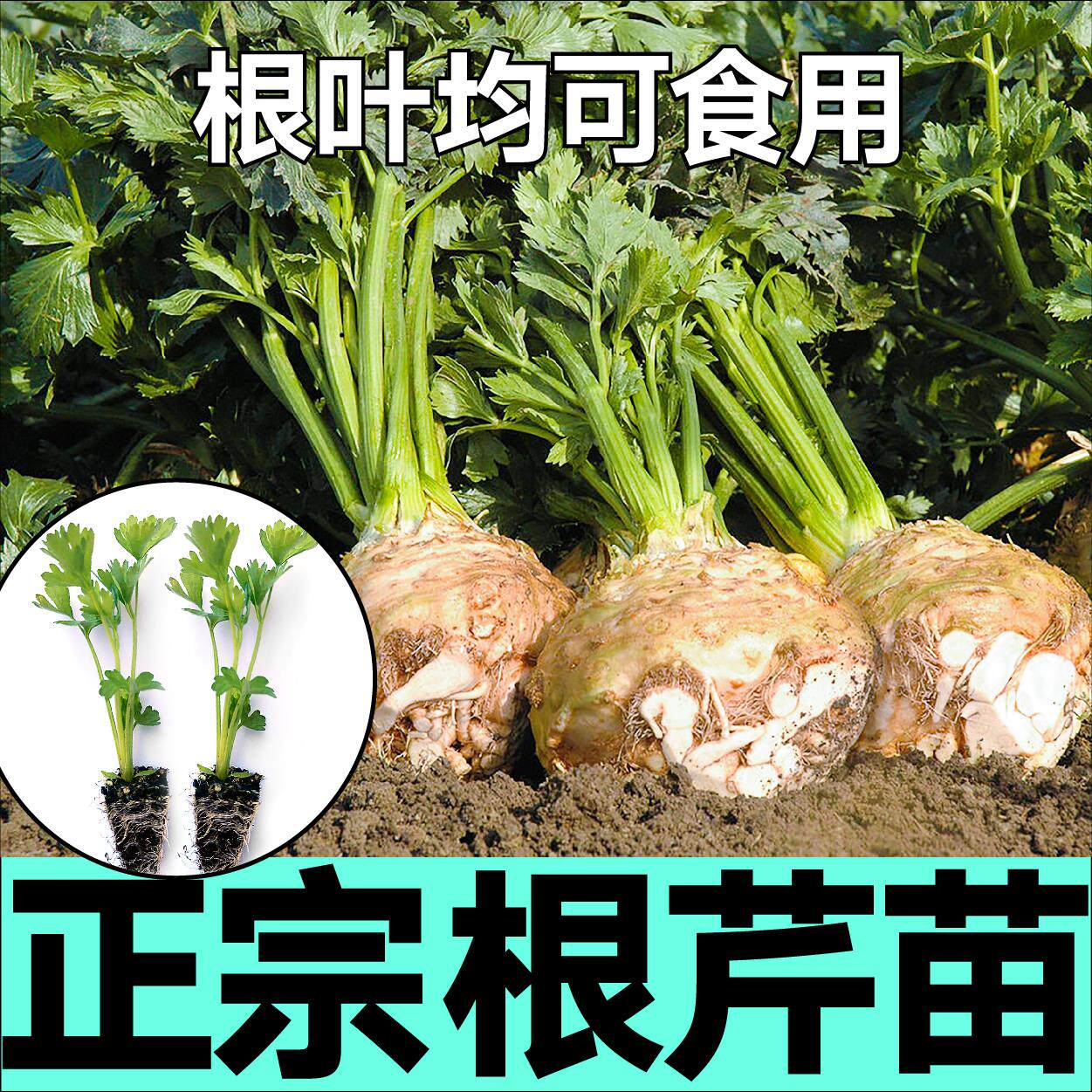 正宗根芹菜苗秧种子阳台室