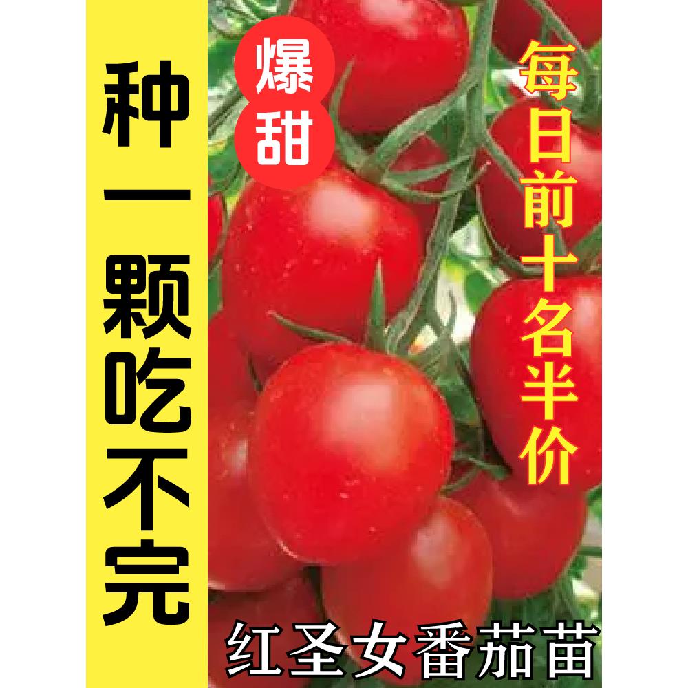 【红圣女番茄苗】超甜小樱